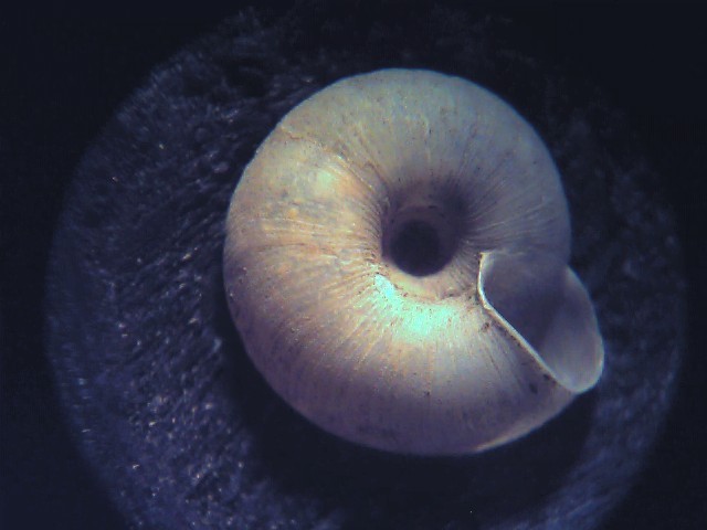 Carcollina lenticula ?